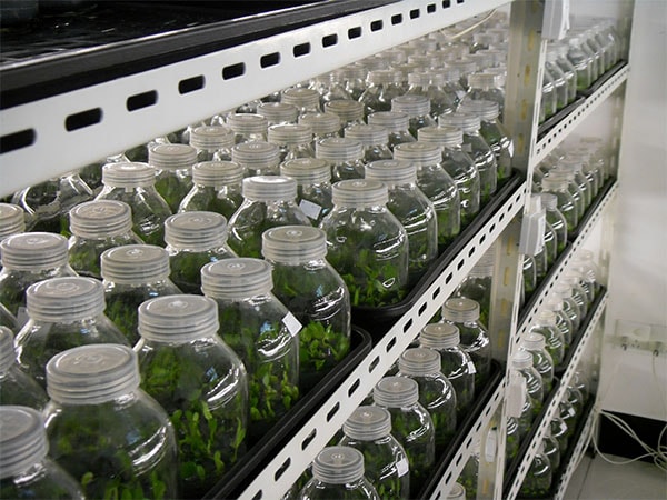 植物組織培養(yǎng)