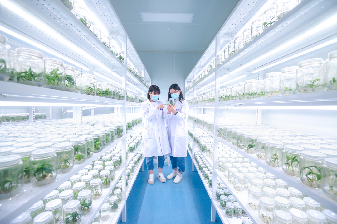 組培架，培養(yǎng)架，光照培養(yǎng)架